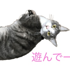 [LINEスタンプ] うちの5匹の猫