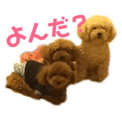 [LINEスタンプ] くぅぴぃめぃとはなまるのスタンプ