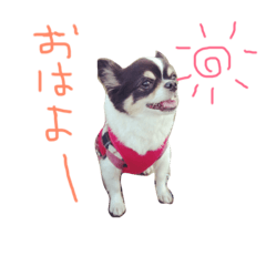 [LINEスタンプ] ロングコートチワワ(実写版)