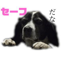 [LINEスタンプ] ビーグル強めの雑種のスタンプ