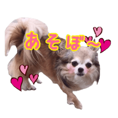 [LINEスタンプ] モカちゃんちわわ