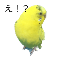 [LINEスタンプ] セキセイインコさん