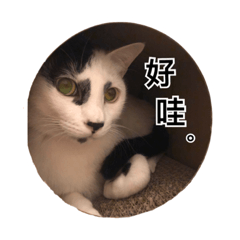 [LINEスタンプ] ネコトリオの物語