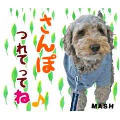 [LINEスタンプ] 安藤さんちのマッシュくん