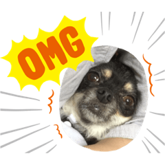 [LINEスタンプ] 我が家のあずき