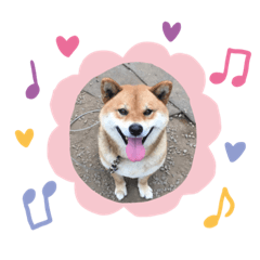 [LINEスタンプ] 柴犬こたろうのスタンプ