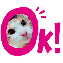 [LINEスタンプ] リアルネコスタンプ！！
