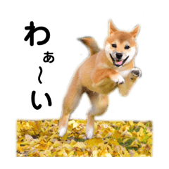 [LINEスタンプ] 柴犬あずき.721