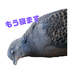 [LINEスタンプ] 可愛い野鳥
