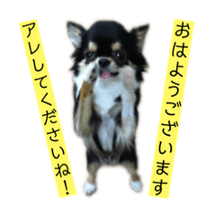 [LINEスタンプ] アレで会話する チンチョコ お買い得40個