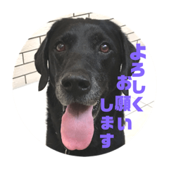 [LINEスタンプ] パピヨンと黒ラブとイエローラブ