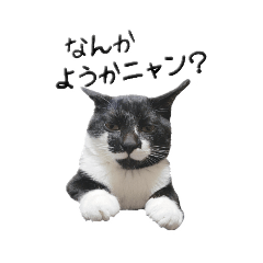[LINEスタンプ] ハチワレねこちゃん