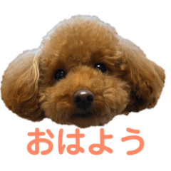 [LINEスタンプ] リンちゃんの1日♪
