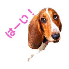 [LINEスタンプ] バセットハウンド・シェリーちゃん