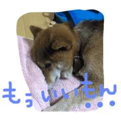 [LINEスタンプ] ウチの茶々丸くん