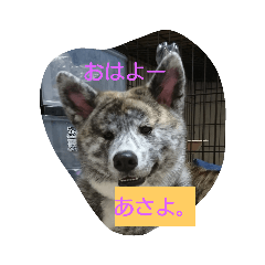 [LINEスタンプ] ふみのわんずスタンプ