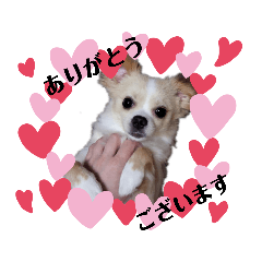 [LINEスタンプ] わんこのあずき