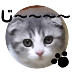 [LINEスタンプ] coco＊にゃんこ