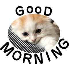 [LINEスタンプ] ねこのにこのスタンプ①