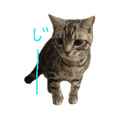 [LINEスタンプ] ネコのコタロウ