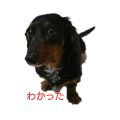 [LINEスタンプ] いつものお話