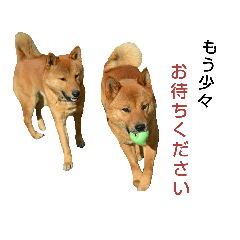 [LINEスタンプ] 仲良し兄弟犬 ぱん＆ごはん