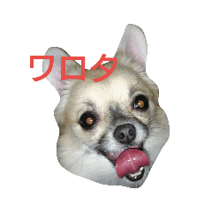 [LINEスタンプ] 俺らの家族