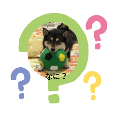 [LINEスタンプ] 黒芝犬 大和くん