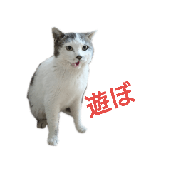 [LINEスタンプ] ぐれちゃんご一行様