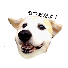 [LINEスタンプ] もつおちゃん