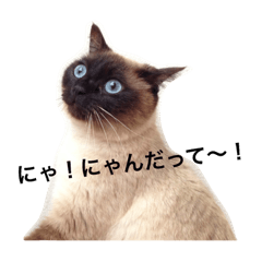 [LINEスタンプ] シャムちゃんズ(日常編)