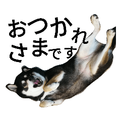 [LINEスタンプ] 黒柴七の日常でよく使う言葉 1