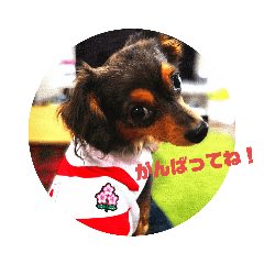 [LINEスタンプ] チワックスのミートくん①改