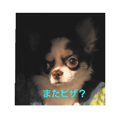 [LINEスタンプ] らーちゃんいらいら