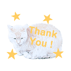 [LINEスタンプ] 野良猫だって