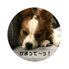 [LINEスタンプ] でっかいパピヨン♪～ごん蔵～