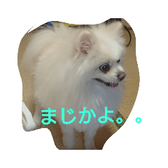 [LINEスタンプ] 白ポメのピースちゃん