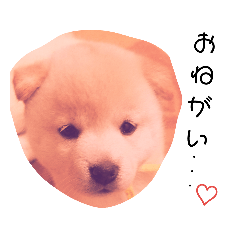 [LINEスタンプ] わんこくらぶ