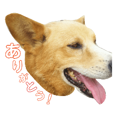 [LINEスタンプ] 雑種兄弟