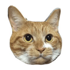 [LINEスタンプ] RAI.rai