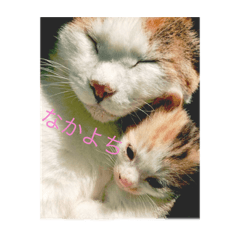 [LINEスタンプ] うちのにゃんこ大集合