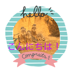 [LINEスタンプ] 可愛い！動物のスタンプ