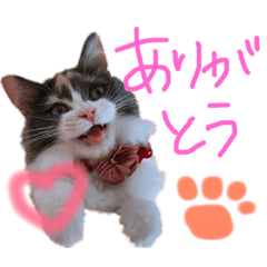 [LINEスタンプ] もふもふねこのもふちゃん 