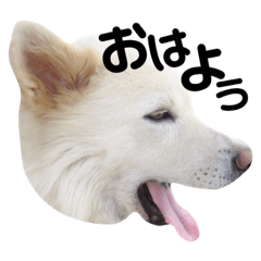 [LINEスタンプ] チロルくんのすたんぴ