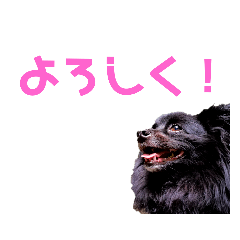 [LINEスタンプ] ポメチワ☆メア