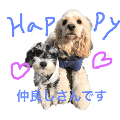 [LINEスタンプ] アメコカのコッちゃん