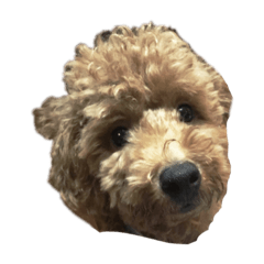 [LINEスタンプ] ルークの成長