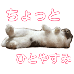 [LINEスタンプ] うさぎのちくわの日常