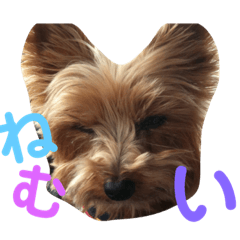 [LINEスタンプ] うちの犬はヨークシャー