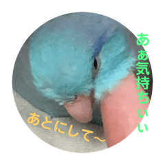 [LINEスタンプ] インコ:マメルリハのうにちゃん@4